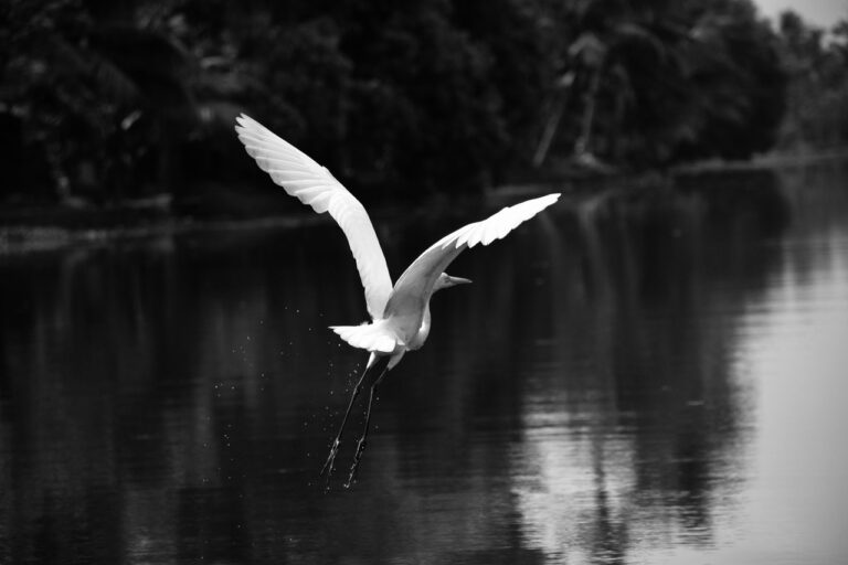 Birds الطيور